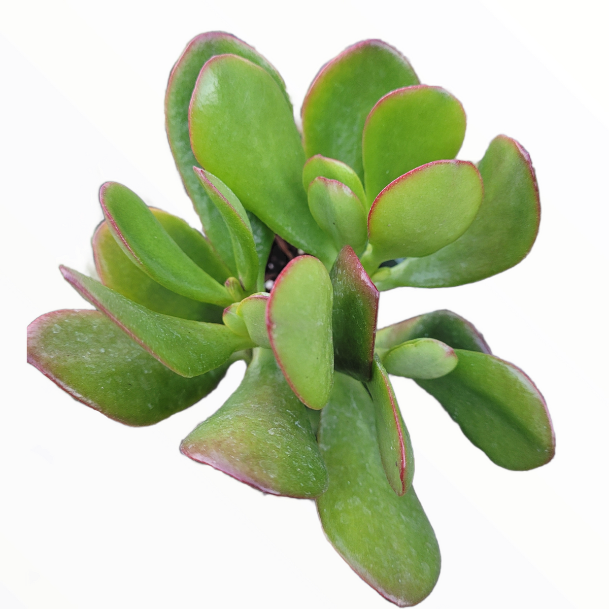 Crassula ovata - Classic Jade