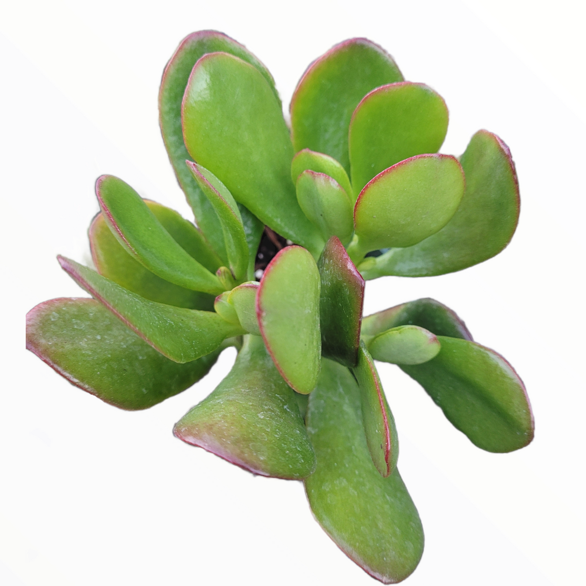 Crassula ovata 'Ogre's Ears' Variegata