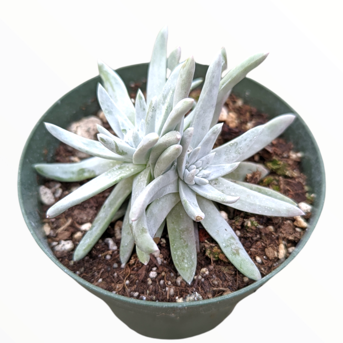 Dudleya greenei - Greene's Lifeforever