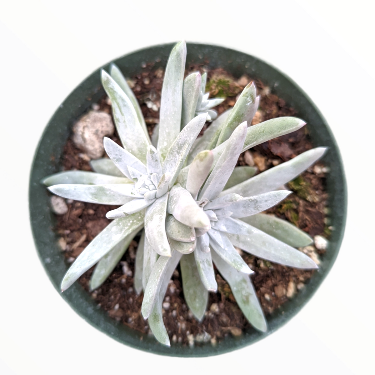 Dudleya greenei - Greene's Lifeforever