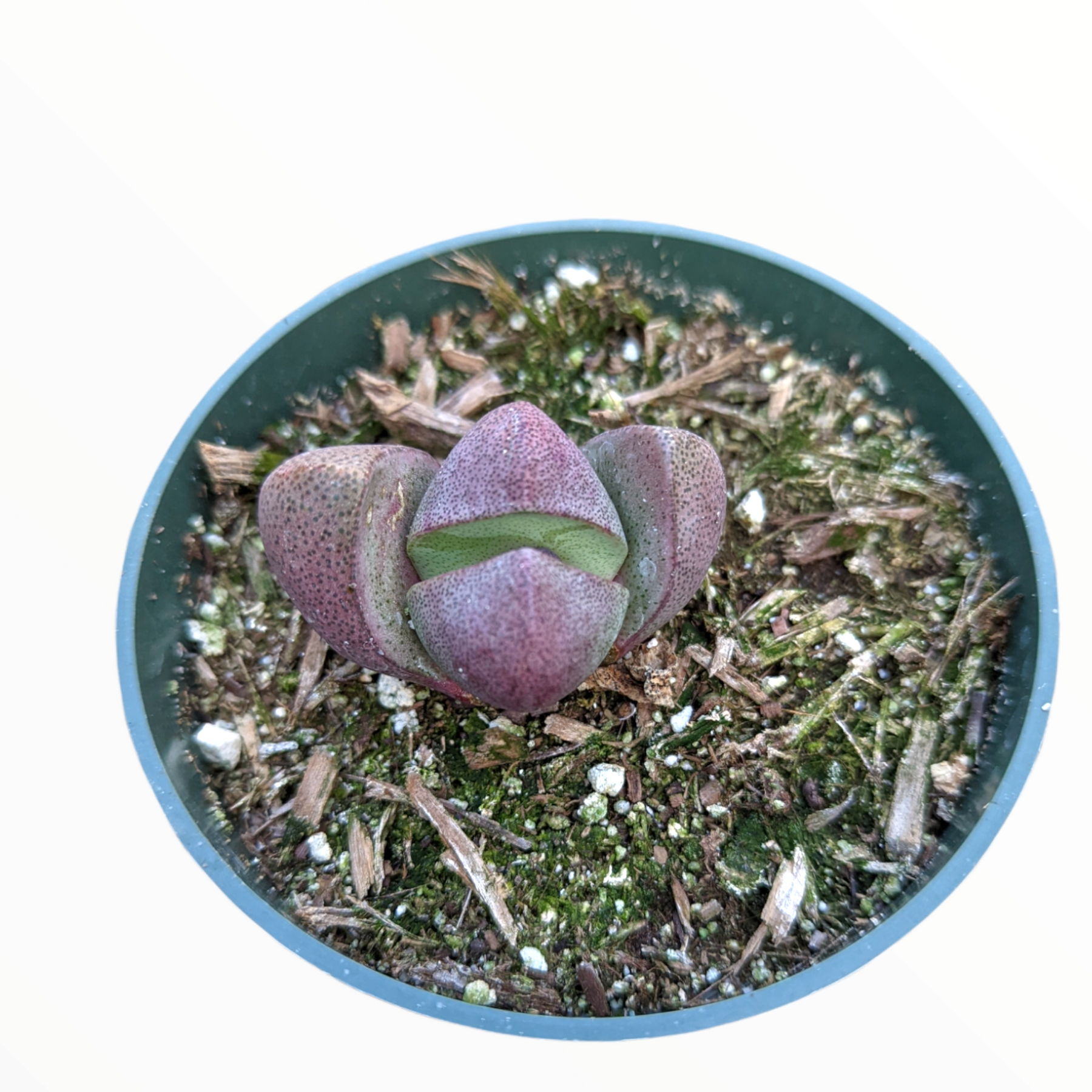 split rock succulent for sale Pleiospilos nelii 'Split Rock' -