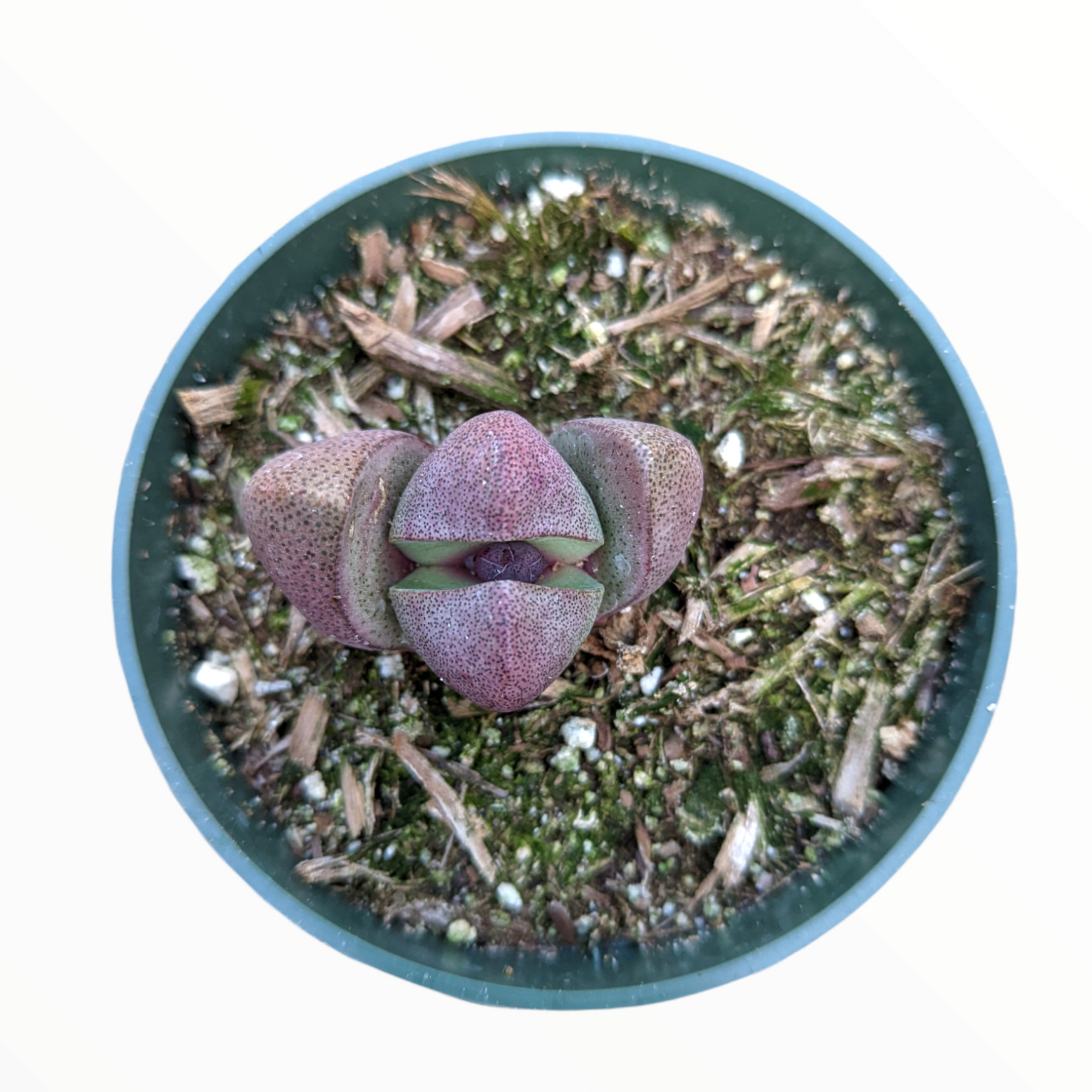 rock succulent Pleiospilos nelii 'Split Rock'