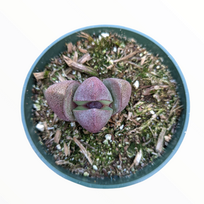 Pleiospilos nelii 'Split Rock'
