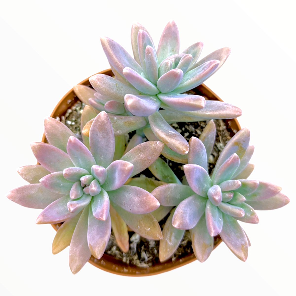 Graptosedum 'Francesco Baldi' - Succulents Depot