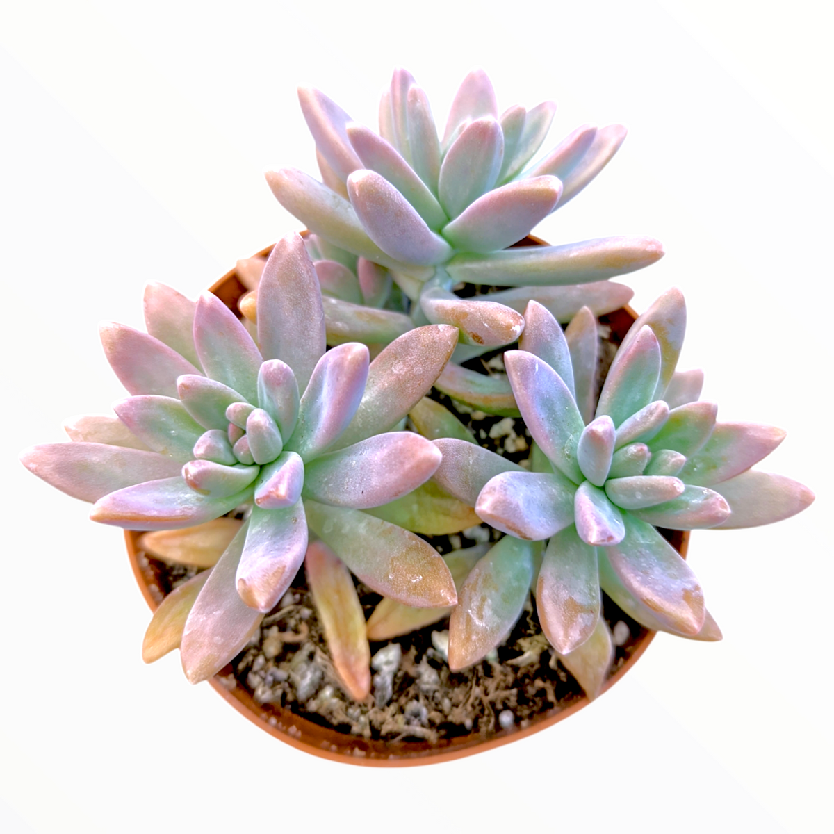 Graptosedum 'Francesco Baldi' - Succulents Depot