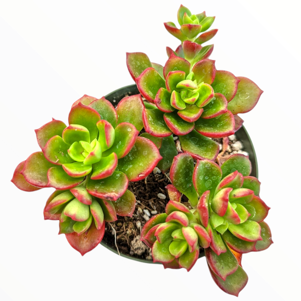 Echeveria multicaulis 'Copper Rose'