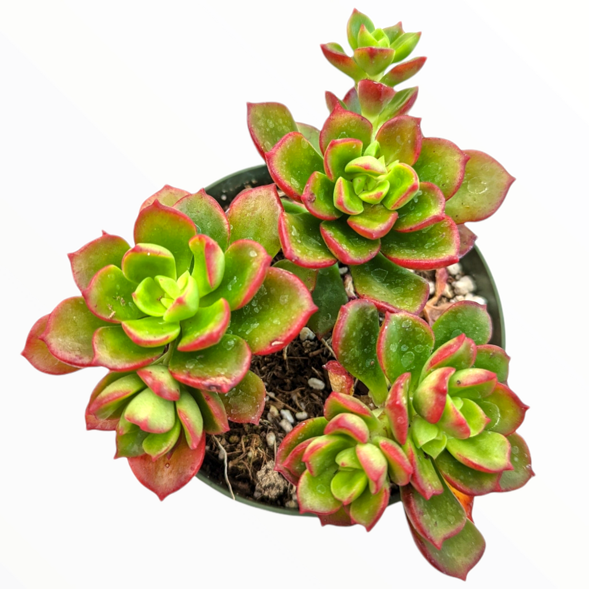 copper rose succulent Echeveria multicaulis 'Copper Rose'