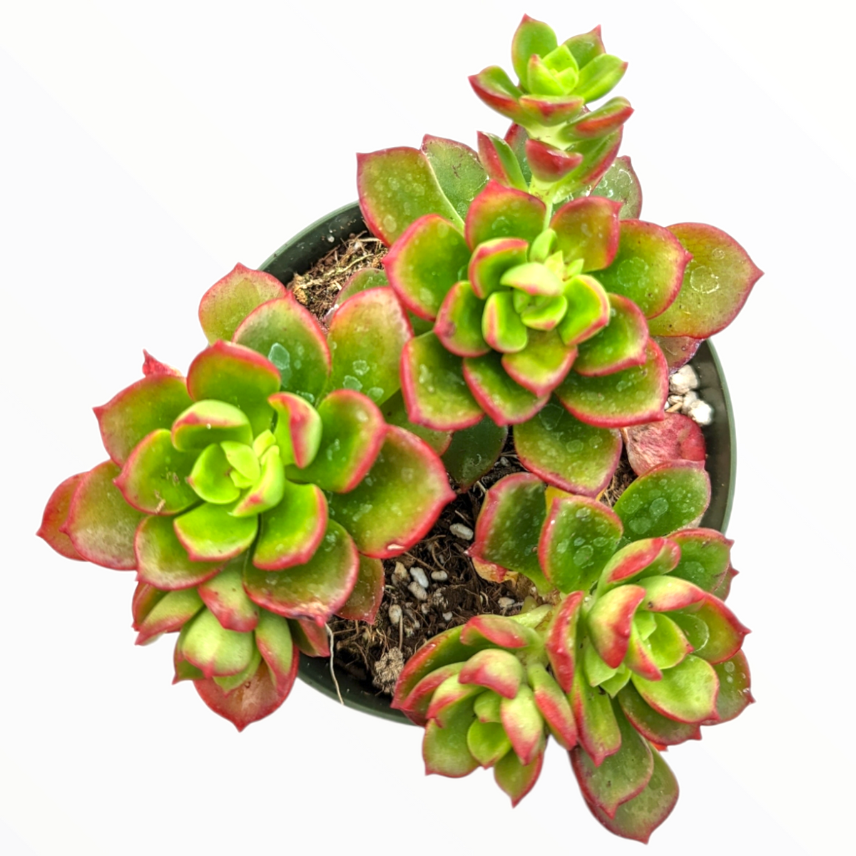 Echeveria multicaulis 'Copper Rose'