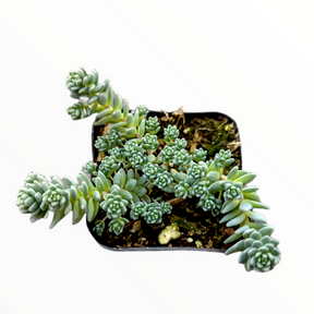 Sedum dasyphyllum 'Himalayan Skies' - Succulents Depot