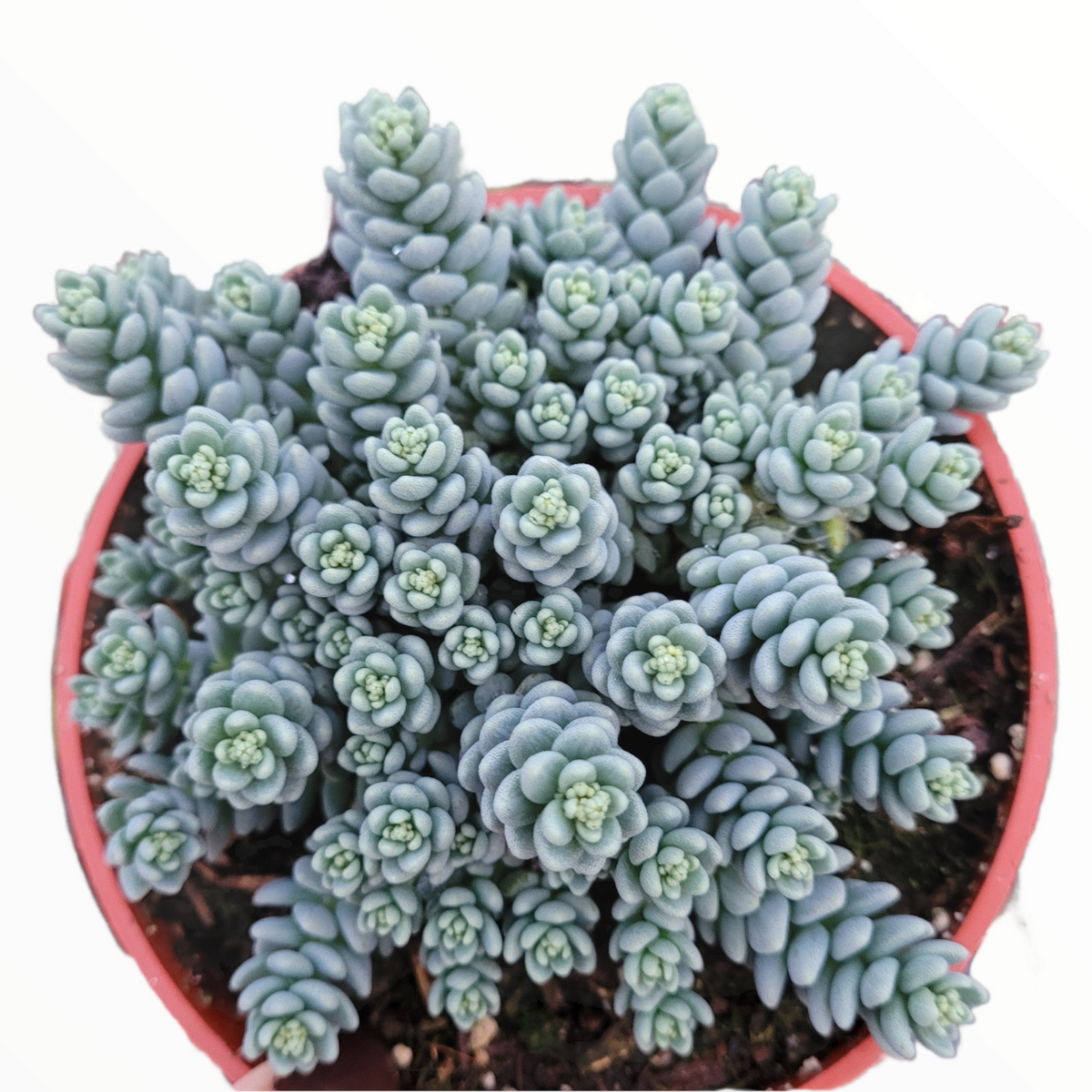 Sedum dasyphyllum 'Himalayan Skies' - Succulents Depot