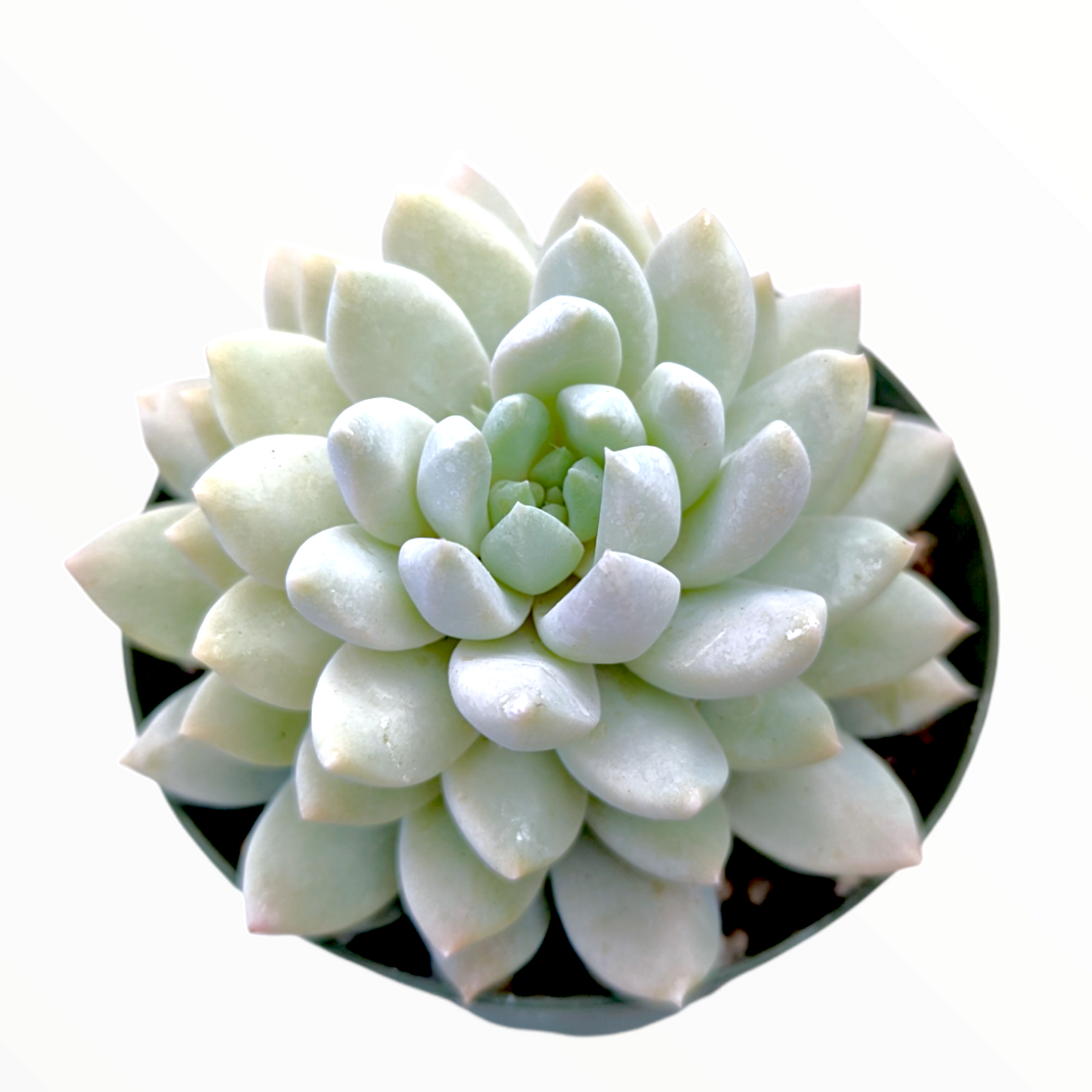 misty lilac succulent Sedeveria 'Lilac Mist'
