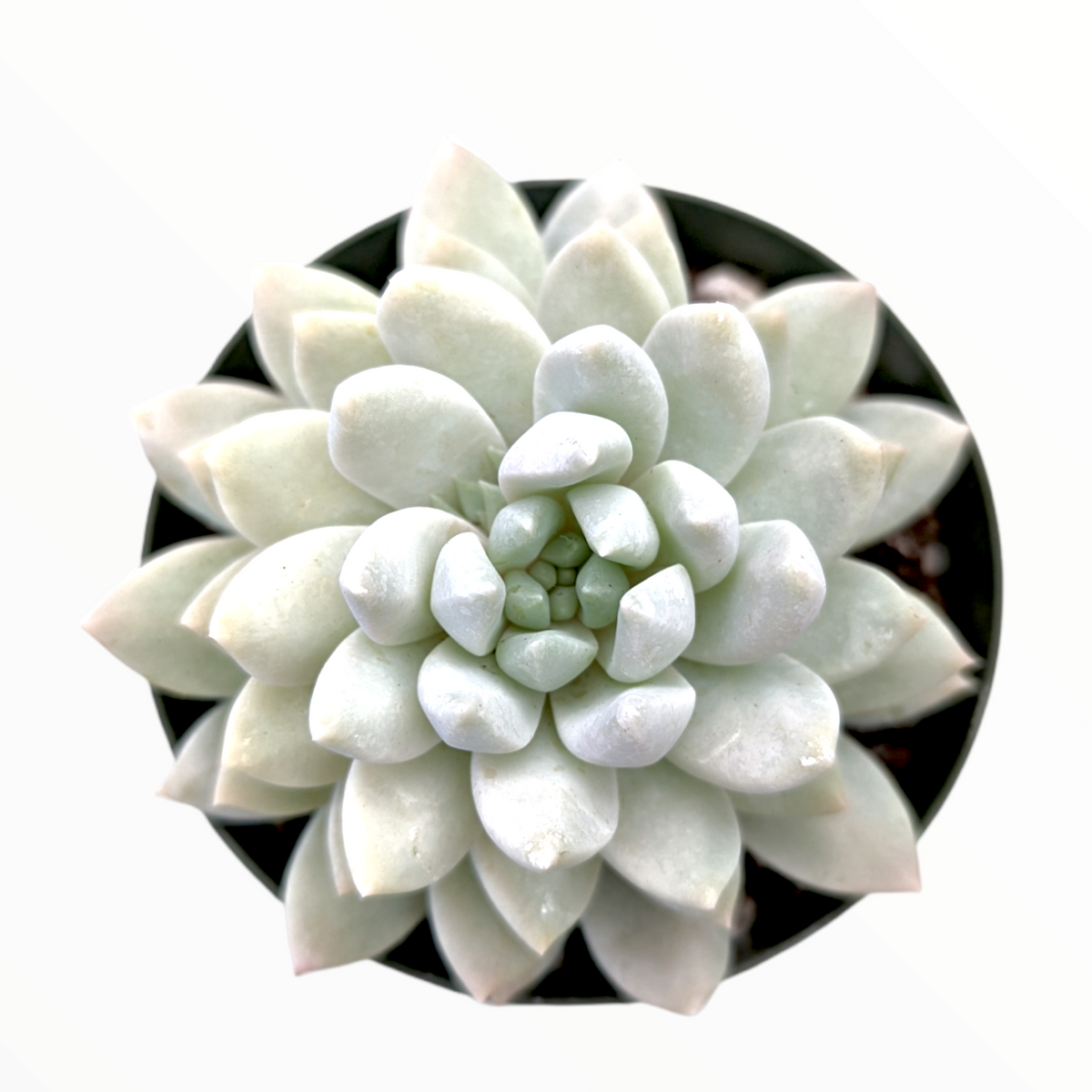 Echeveria Lilac Mist - Succulents Depot