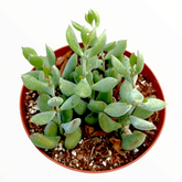 Cotyledon pendens 'Cliff Cotyledon' - Succulents Depot