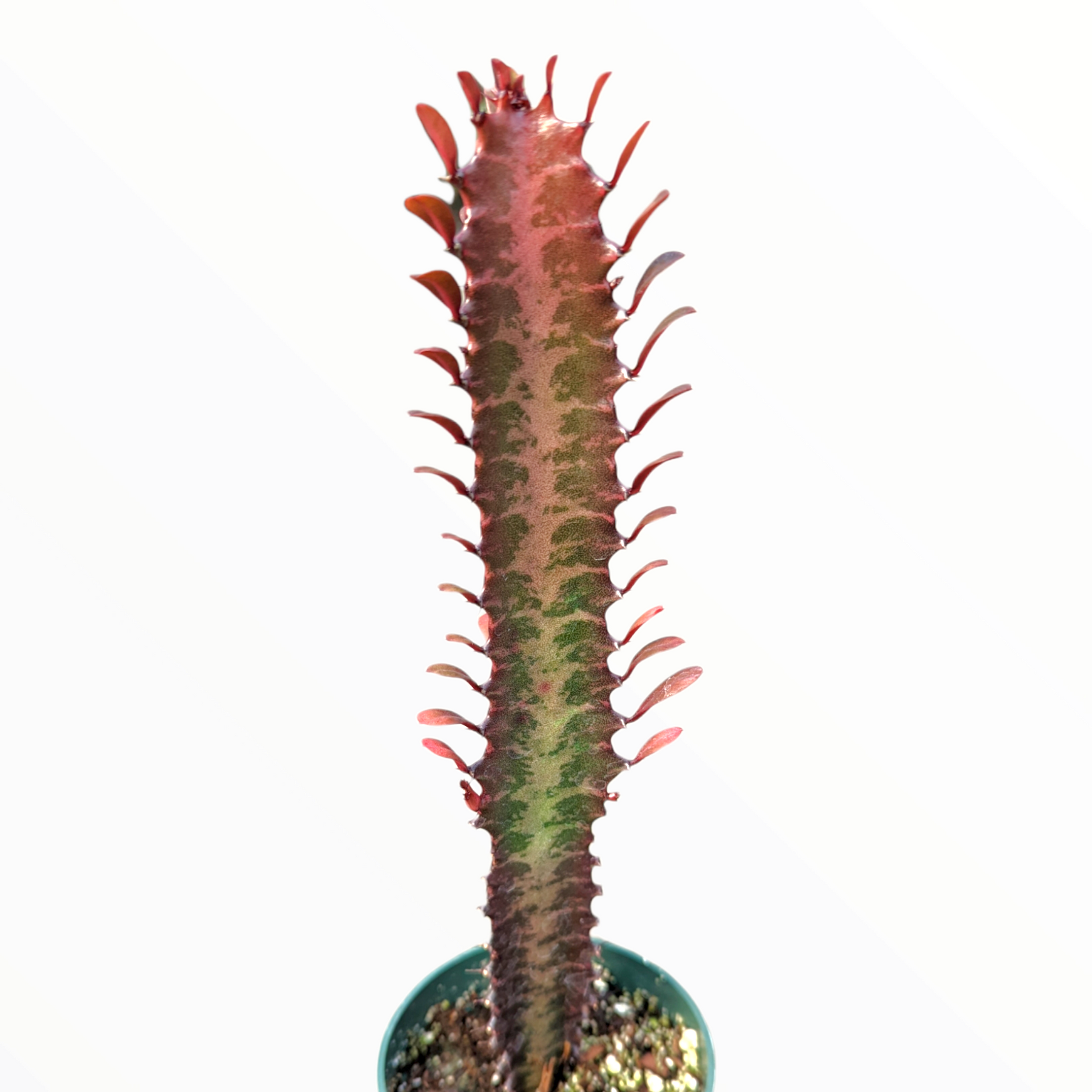 Euphorbia trigona cv. Royal Red