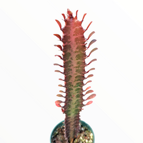 Euphorbia trigona cv. Royal Red