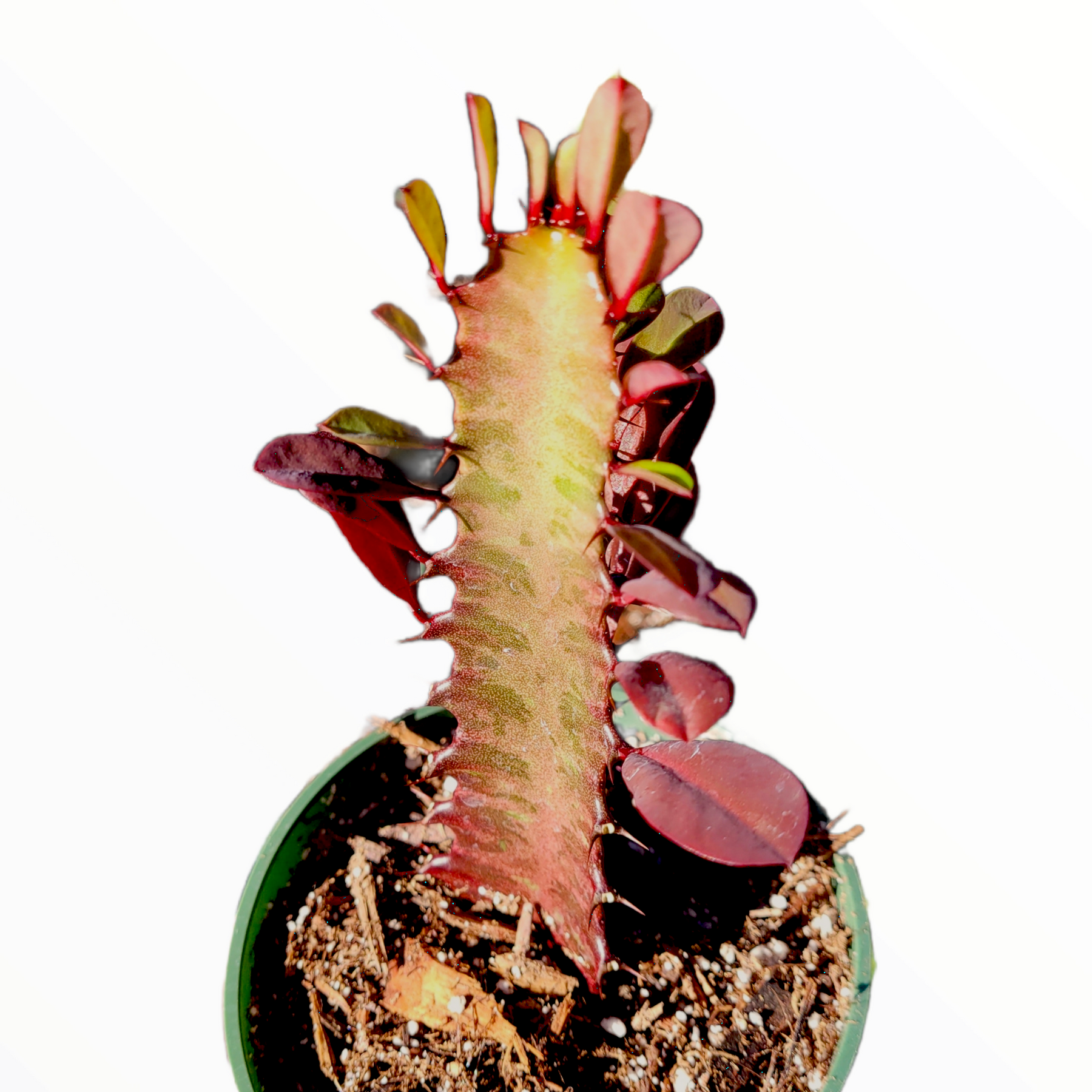 succulent with red spikes Euphorbia trigona cv. Royal Red
