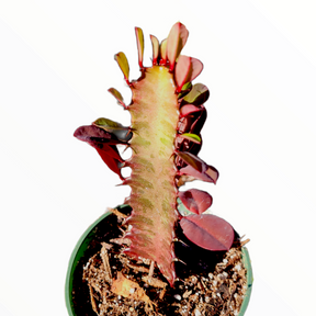 Euphorbia trigona cv. Royal Red