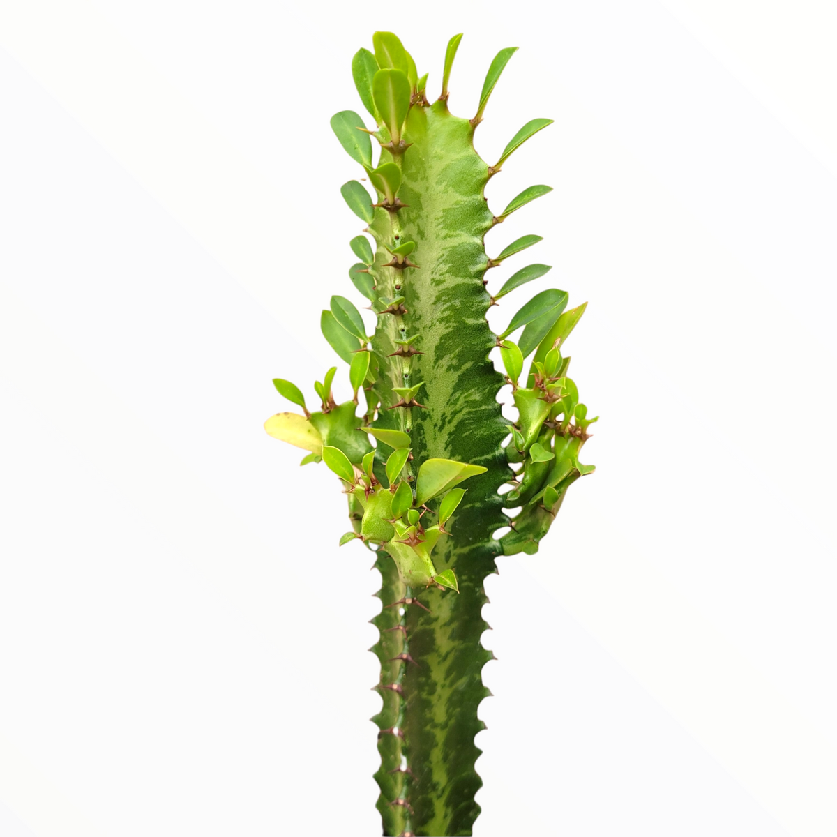 Euphorbia trigona 'African Milk Tree'