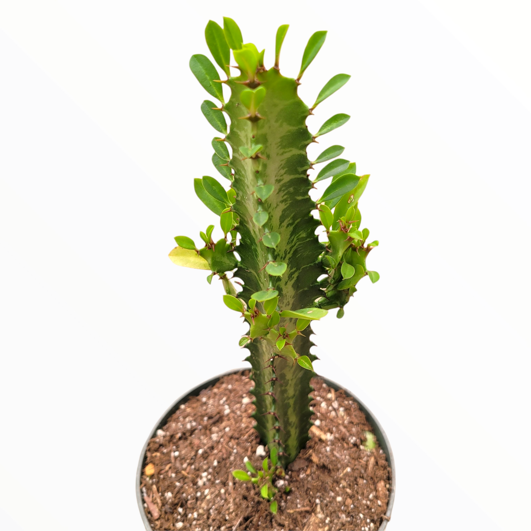 succulent african Euphorbia trigona 'African Milk Tree'