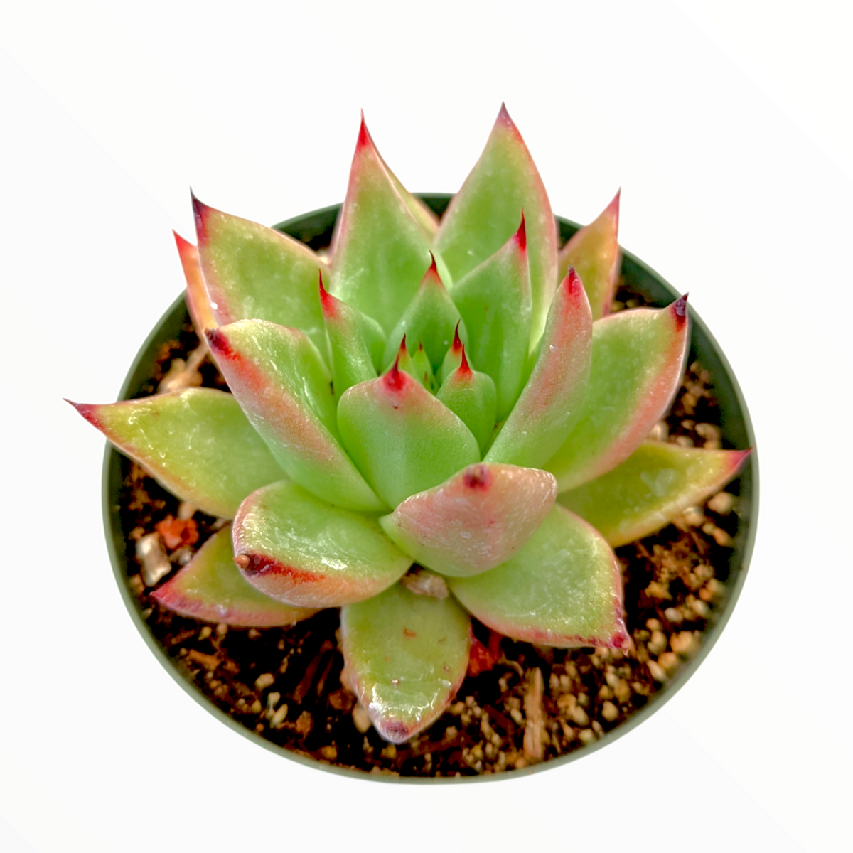 Echeveria agavoides 'Morgain'