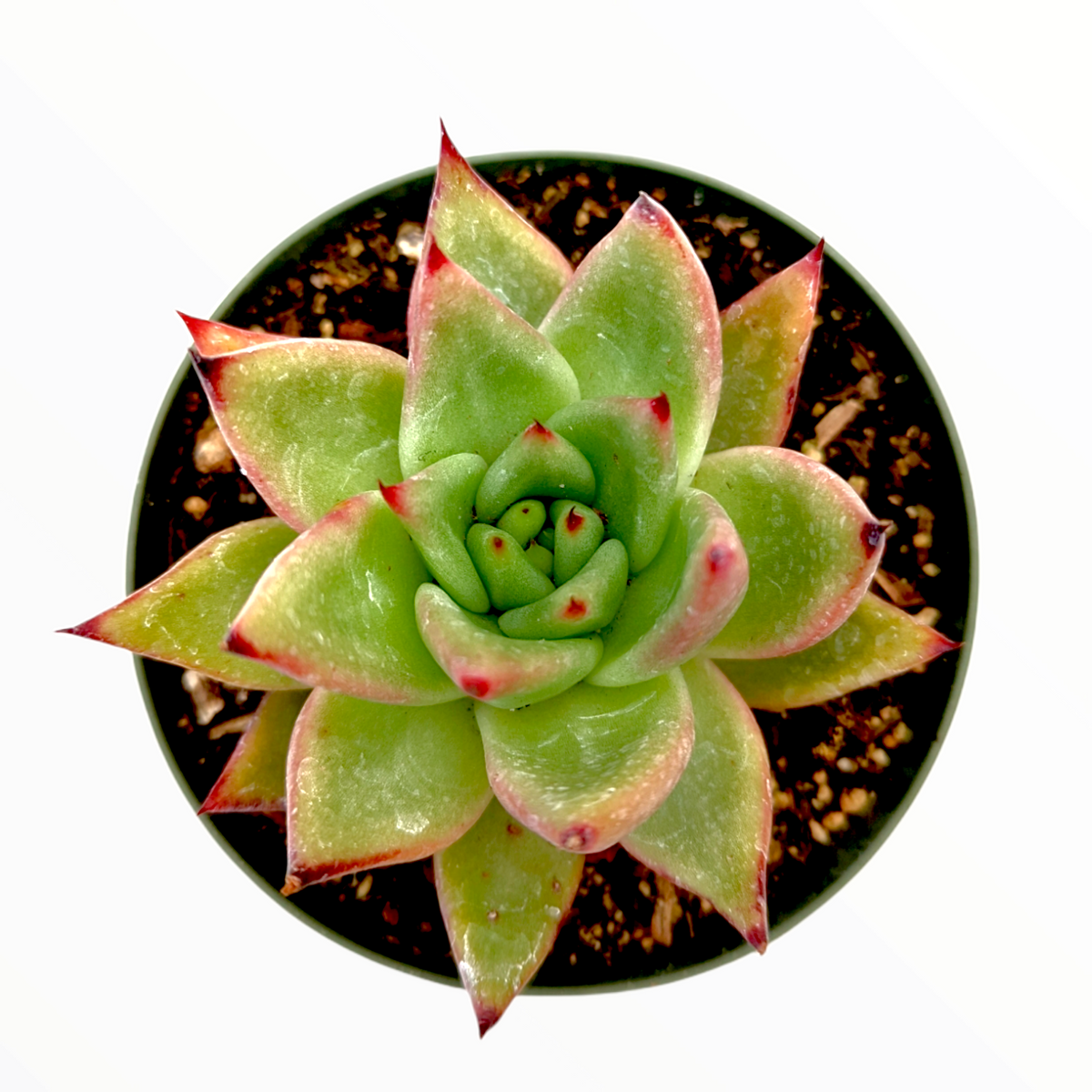 Echeveria agavoides 'Morgain'