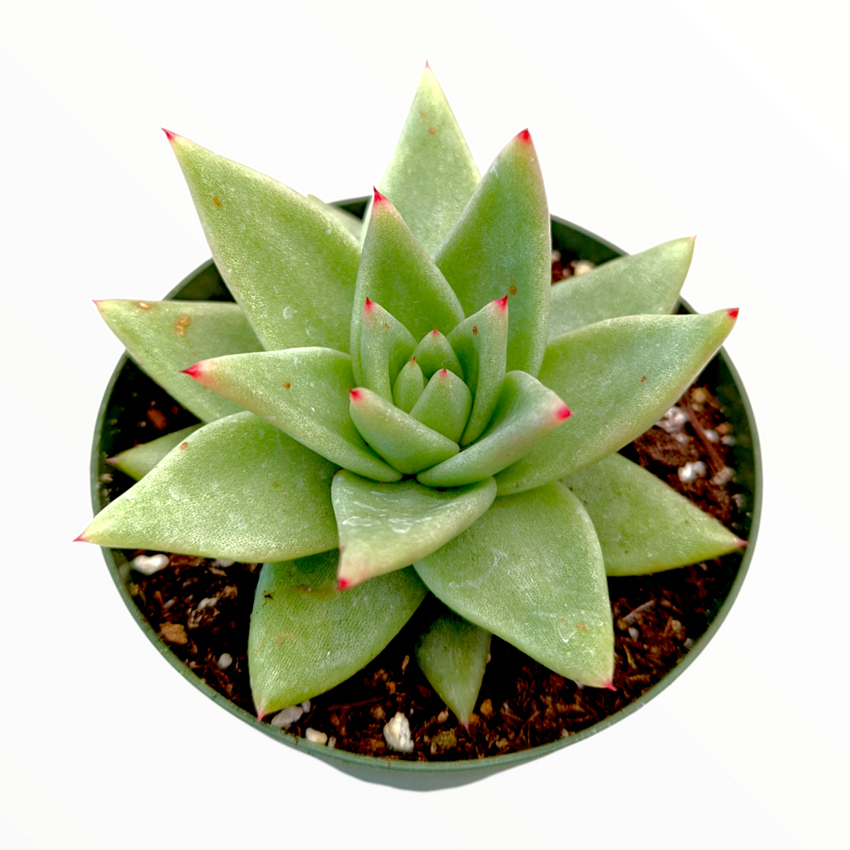 Echeveria agavoides 'White Wax'