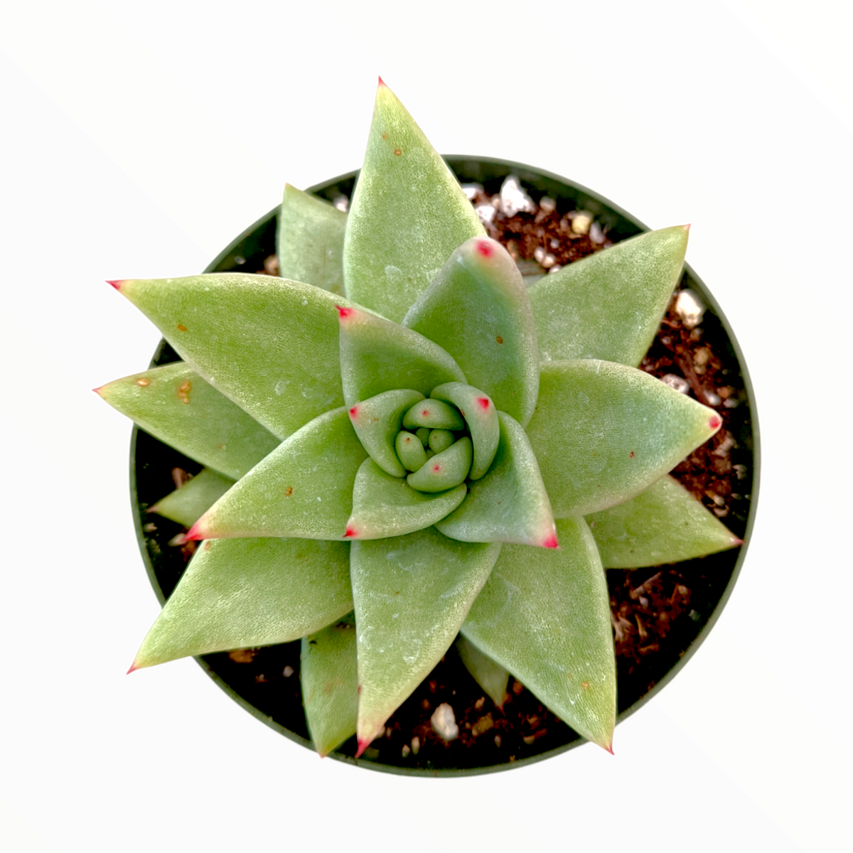 Echeveria agavoides 'White Wax'