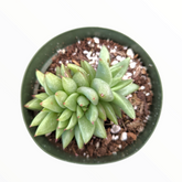 Echeveria agavoides 'White Wax' in green pot with gritty soil.