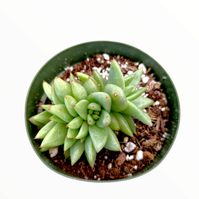 Echeveria agavoides 'White Wax'