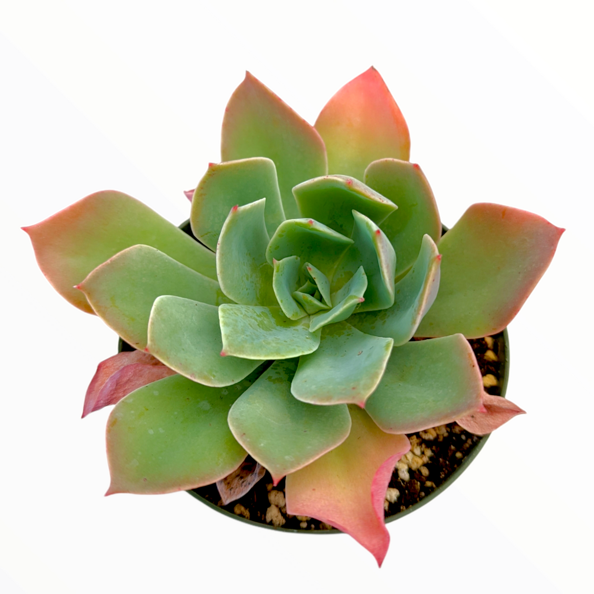 Echeveria imbricata Hybrid