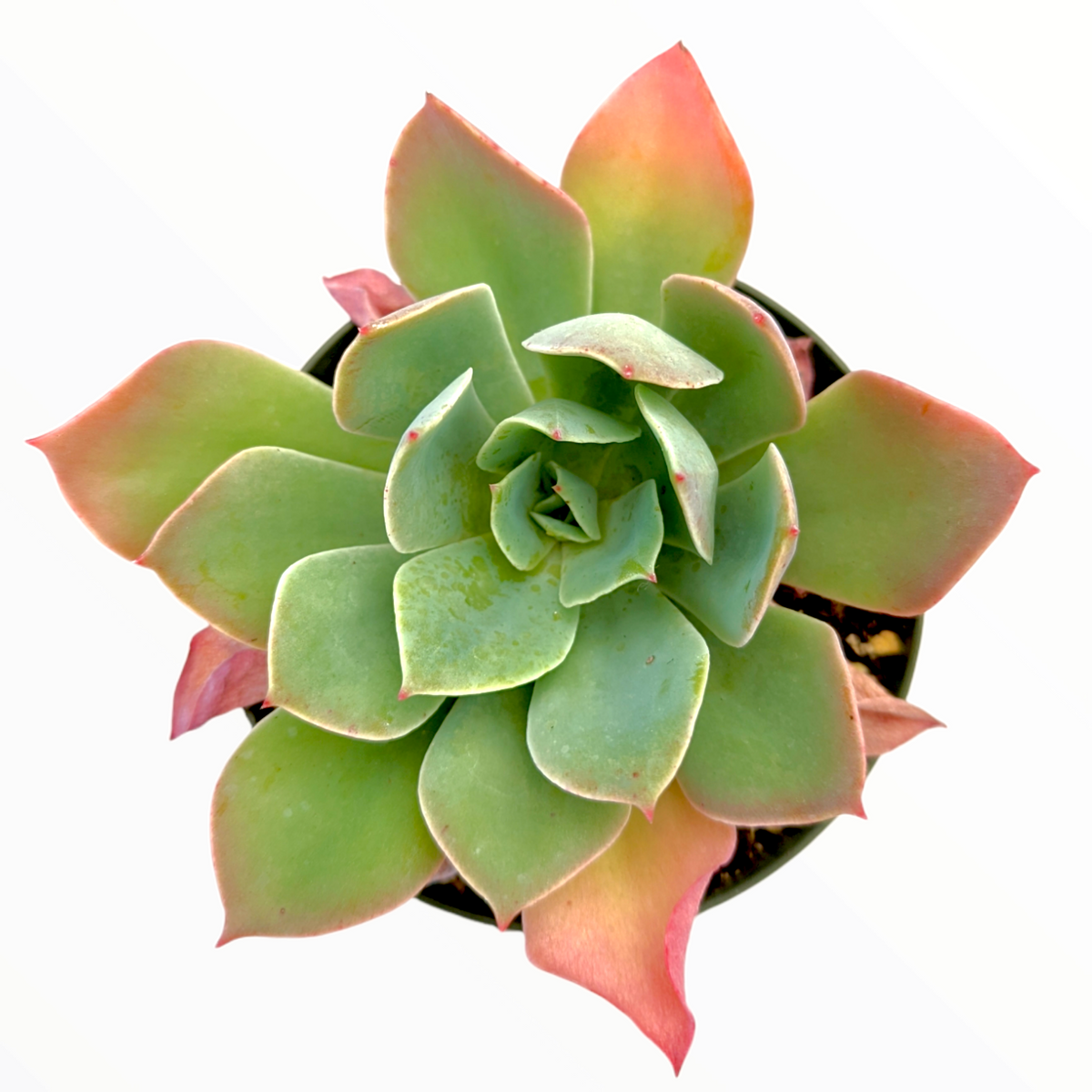 Echeveria imbricata Hybrid