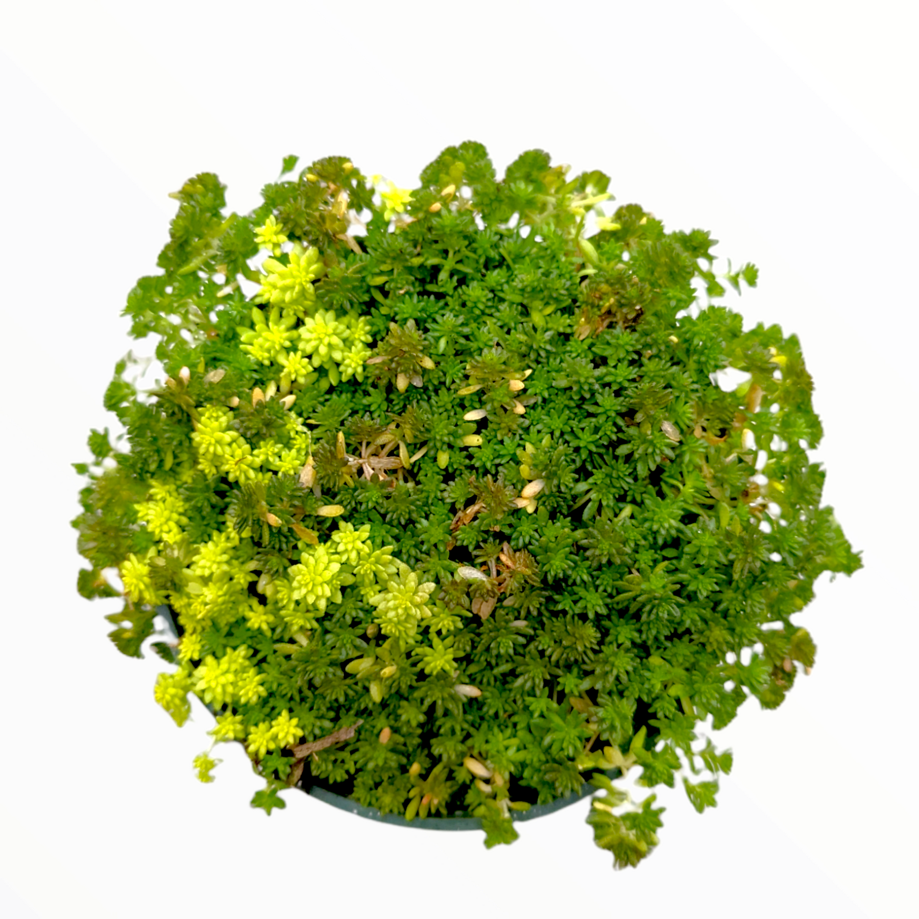 succulent sod Sedum Mix