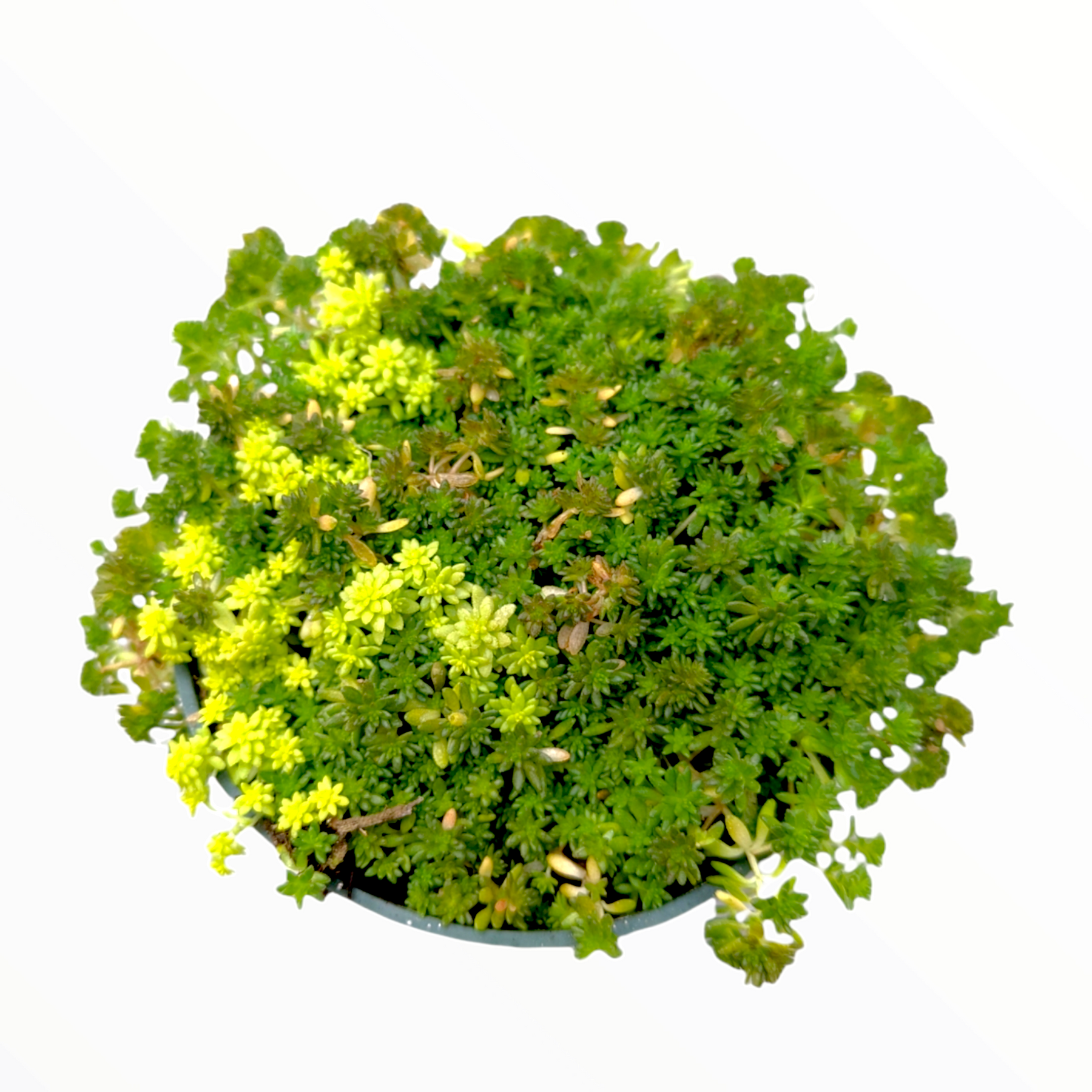 sedum golden moss succulent Sedum Mix