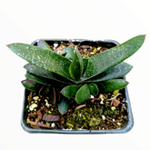 Gasteria carinata Bredasdorp Gasteria