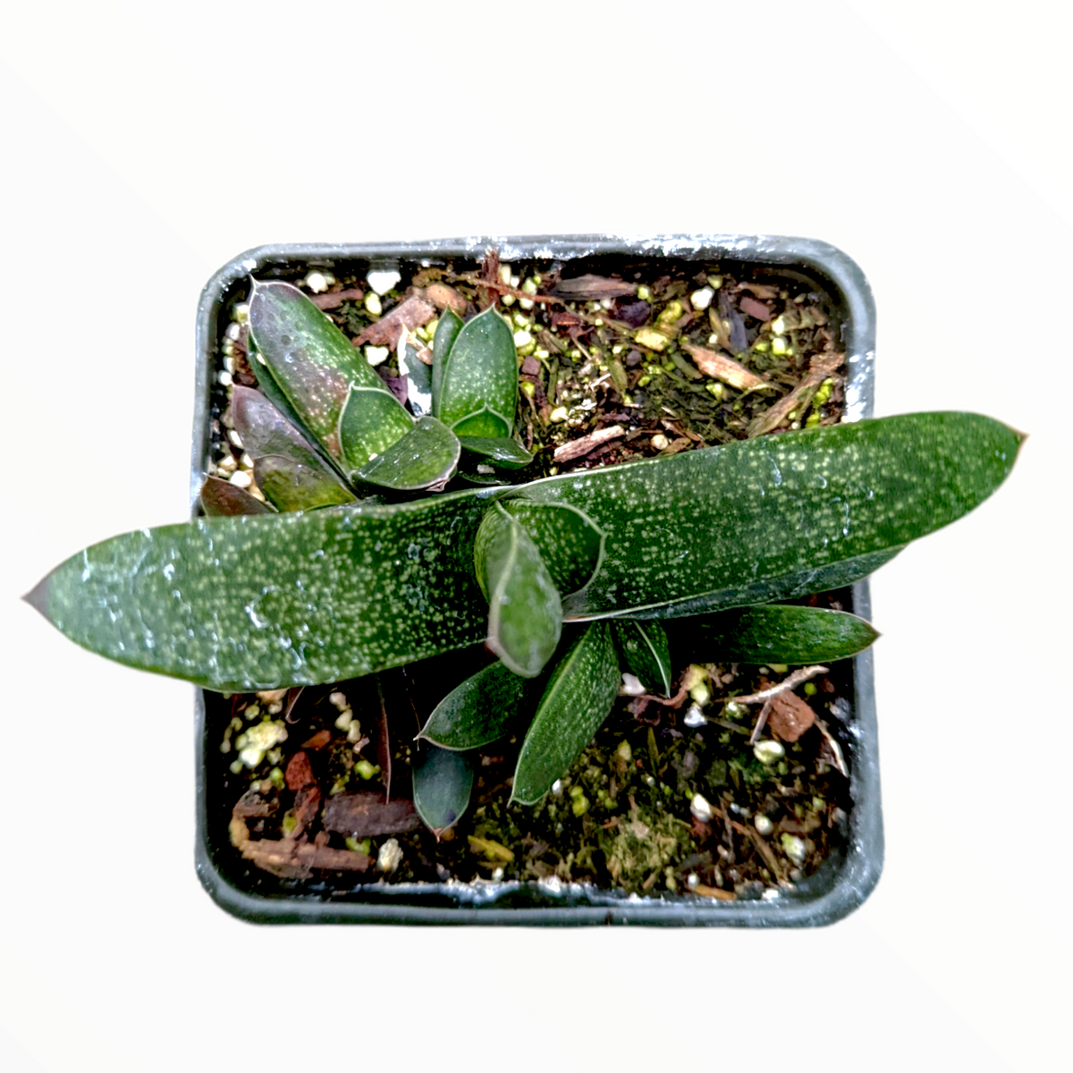 Gasteria carinata Bredasdorp Gasteria