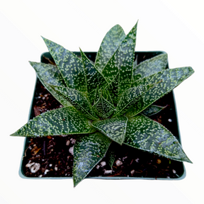 Gasteria 'Flow'