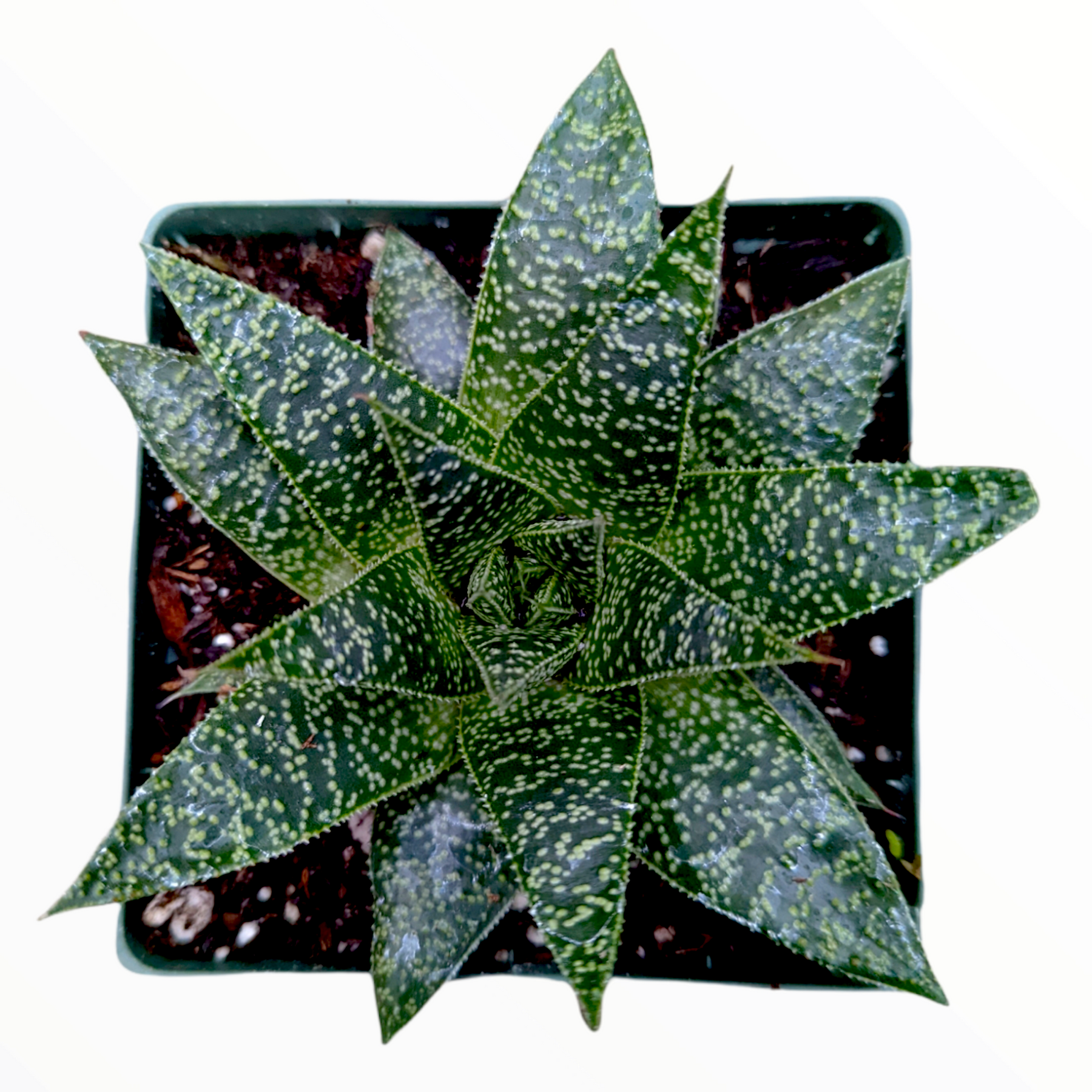 gasteria flow succulent Gasteria 'Flow' -