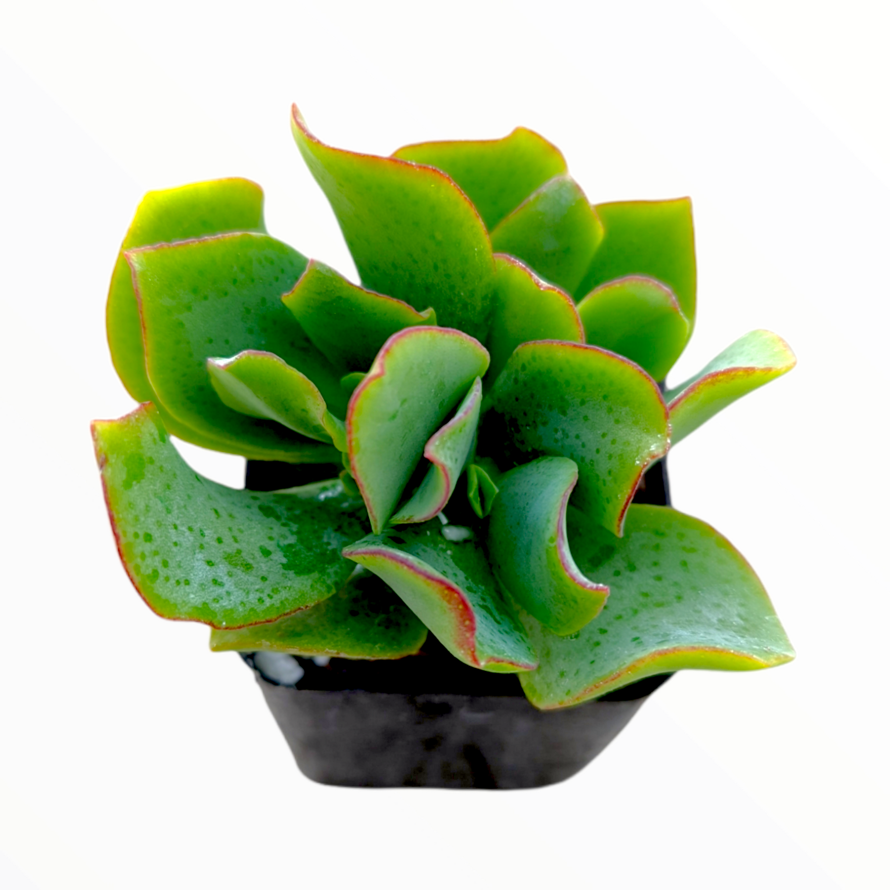 fluted jade plant Crassula arborescens undulatifolia 'Ripple Jade' 4 Inch