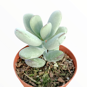 Cotyledon orbiculata - Succulents Depot