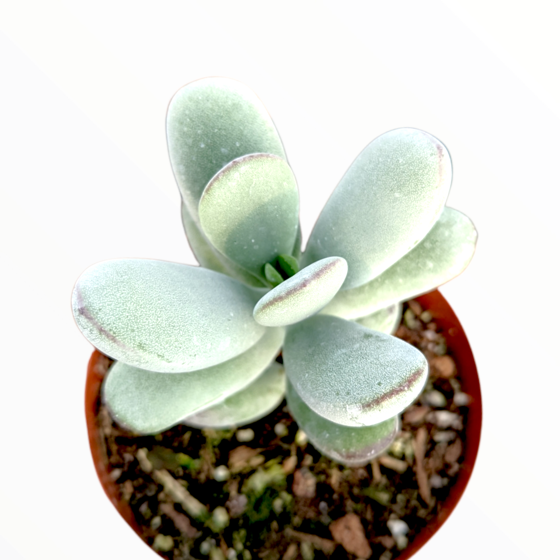 Cotyledon orbiculata - Succulents Depot