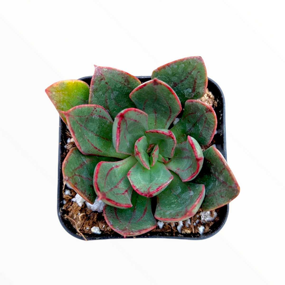 Echeveria 'Ana Lu'