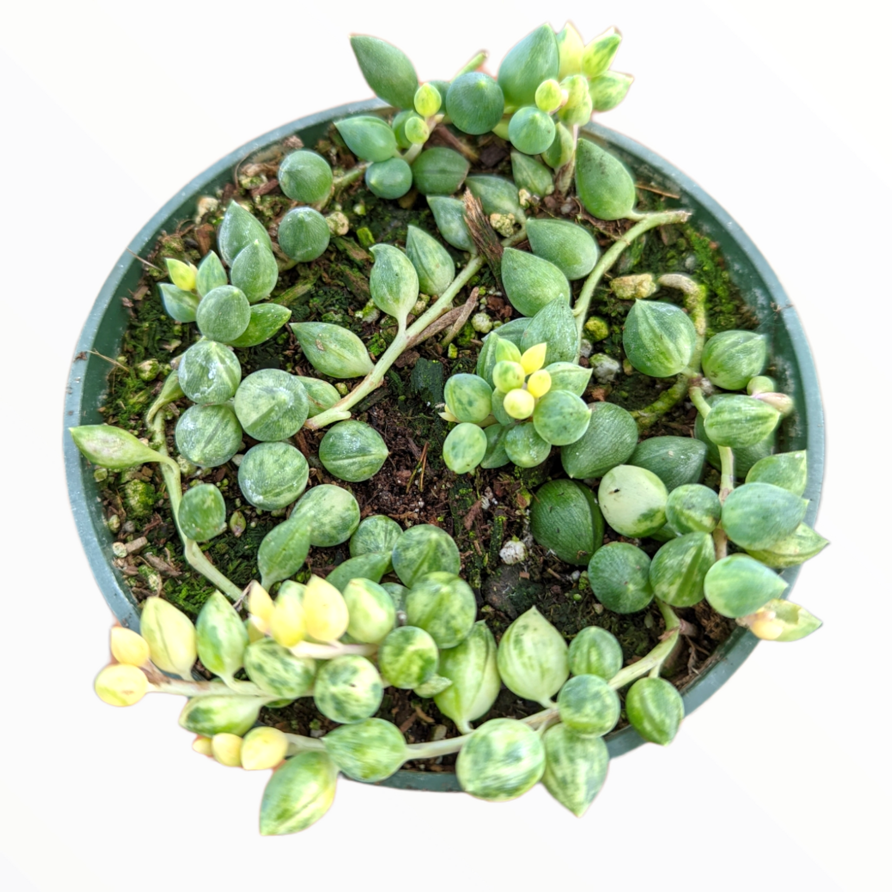 angel succulent plant Senecio 'Angel Tears' Variegata 4 Inch #A