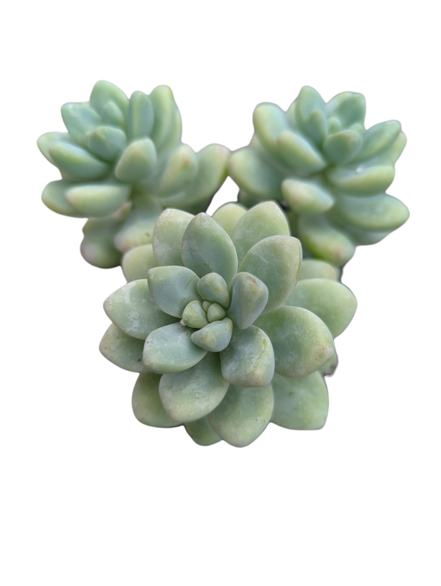 reno succulents Sedum treleasei 4 Inch #B