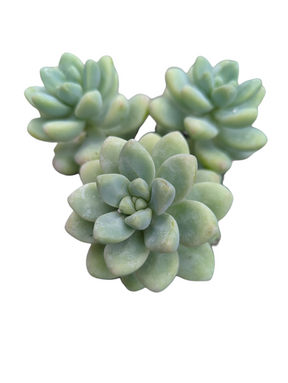 Sedum treleasei - Succulents Depot