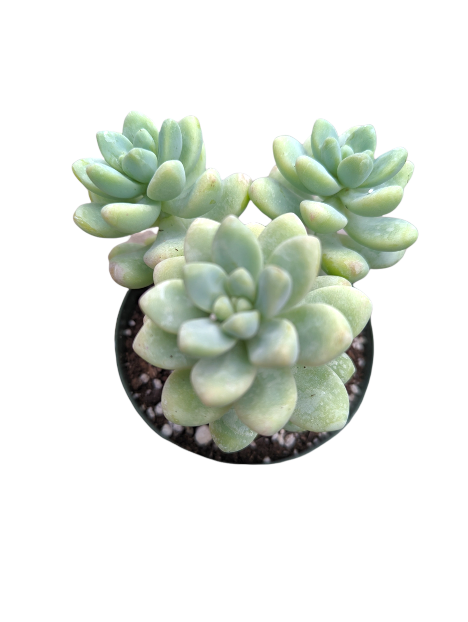 sedum treleasei succulent Sedum treleasei 4 Inch #B