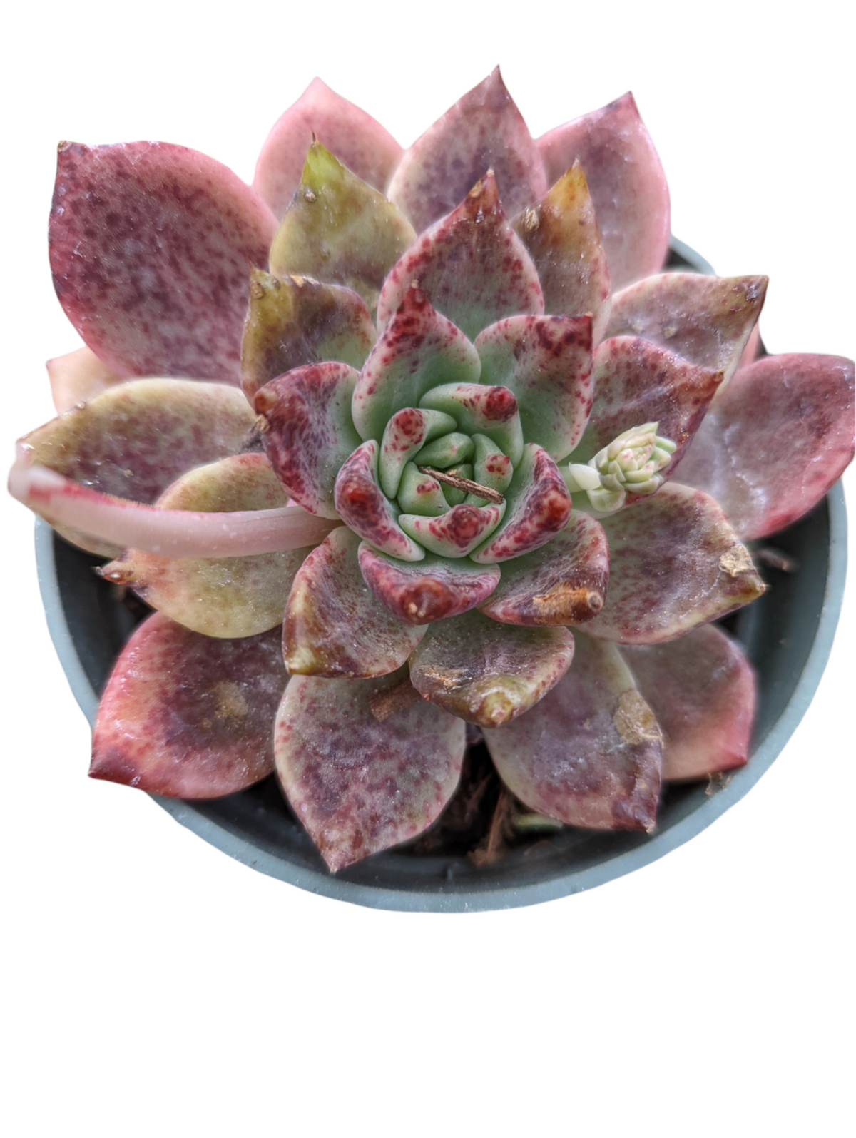 Echeveria Rosebony