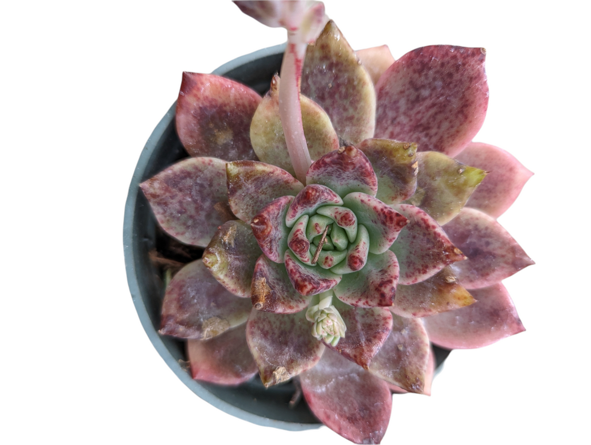 Echeveria Rosebony