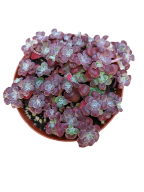 Sedum spathulifolium 'Carnea' Stonecrop - Succulents Depot