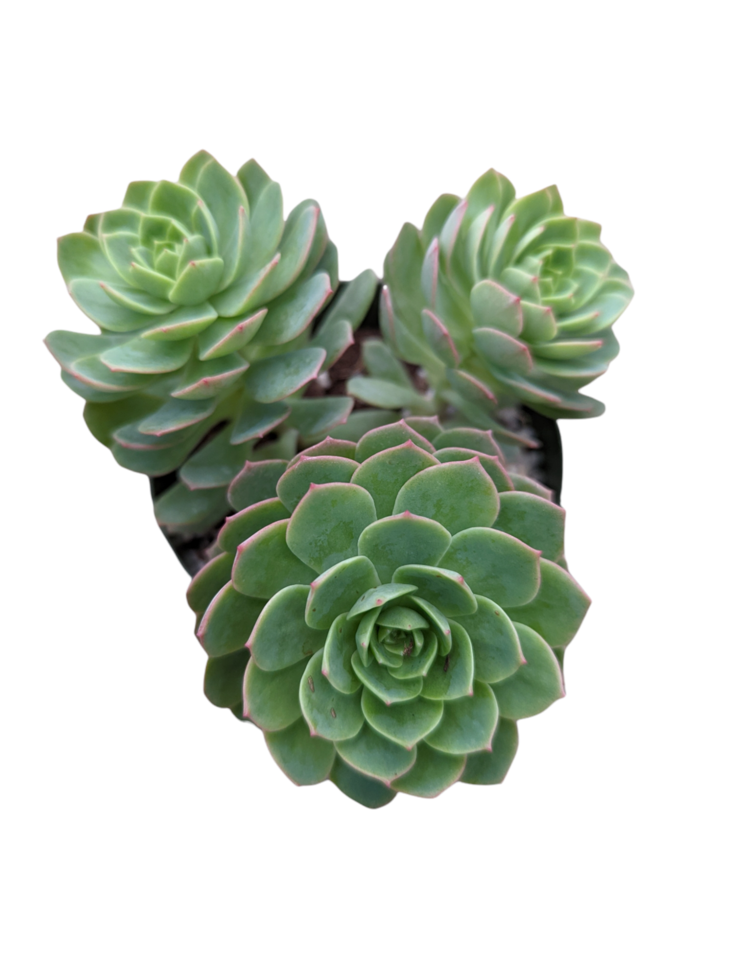 green rose like succulent Sedeveria 'Green Rose'