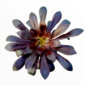 succulent plant black rose zwartkop Aeonium arboreum 'Black Rose' 4 Inch
